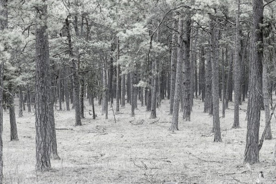 PHOTOWALL / Pine Tree Forest (e25543)