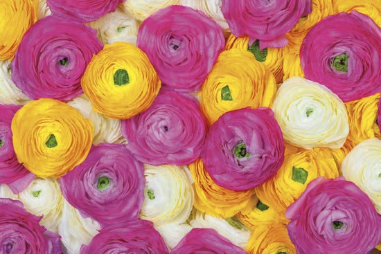 PHOTOWALL / Ranunculus (e25546)