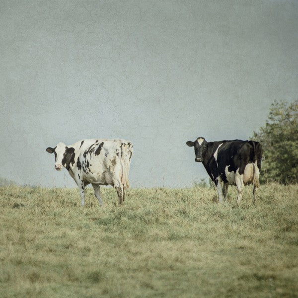 PHOTOWALL / Grazing Cows (e25645)