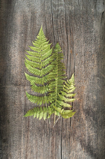 PHOTOWALL / Woodland Fern (e25656)