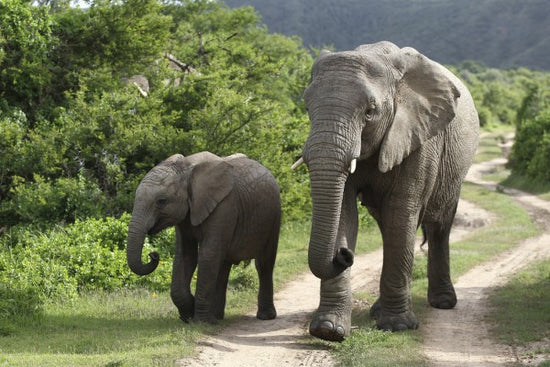 PHOTOWALL / Elephant Baby and Mother_ (e29606)