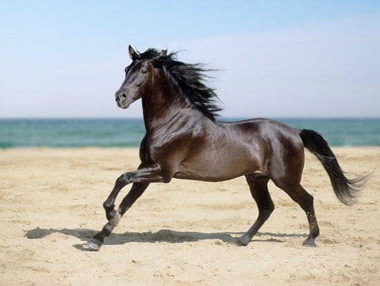 PHOTOWALL / Beach Horse (e29575)