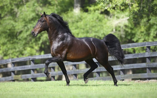 PHOTOWALL / Brown Horse in Paddock (e29577)