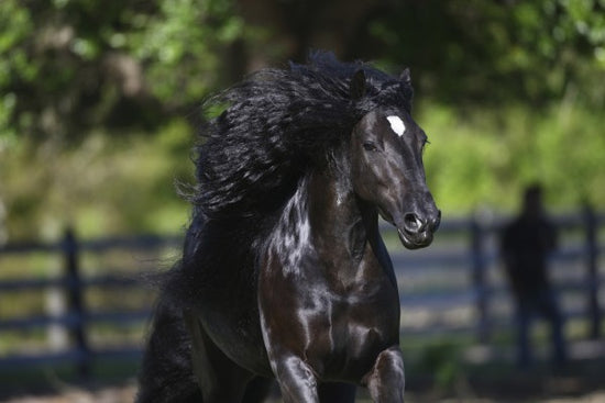 PHOTOWALL / Horse in the Wind (e29583)