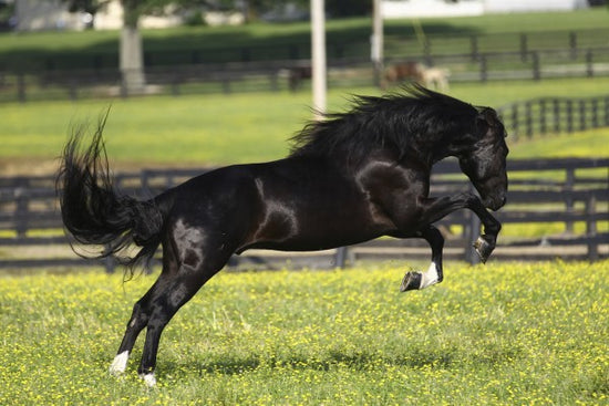 PHOTOWALL / Rocky Mountain Stallion (e29733)
