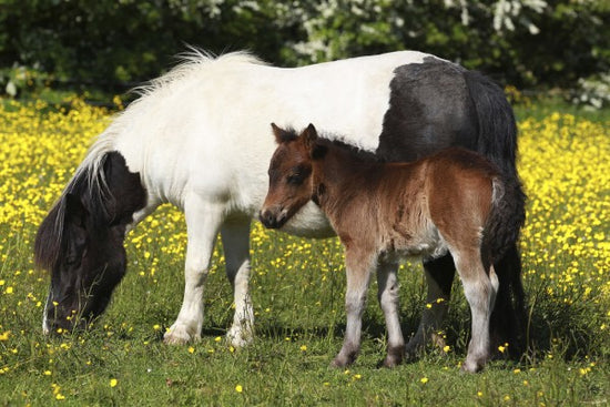 PHOTOWALL / Shetland Ponies Foal and Mother (e29738)