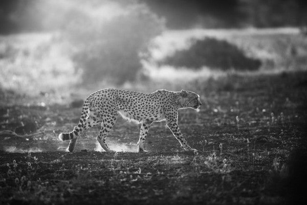 PHOTOWALL / Backlit Cheetah (e29747) | 輸入壁紙専門店 WALPA
