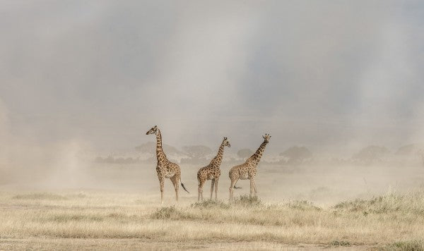 PHOTOWALL / Weathering the Amboseli Dust Devils (e29711)
