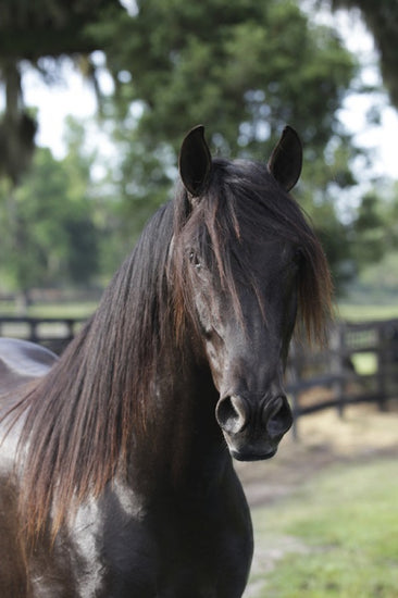 PHOTOWALL / Andalusian Horse Close up (e29762)