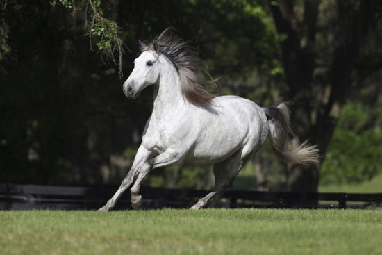 PHOTOWALL / White Andalusian (e29764)
