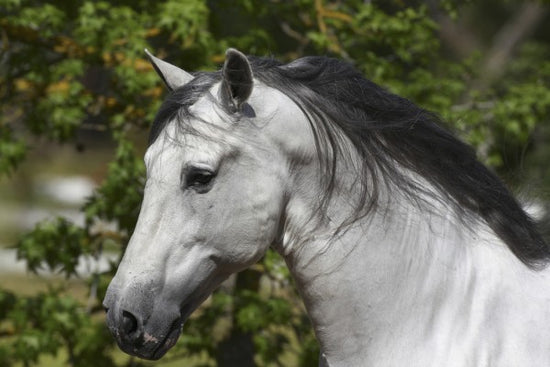 PHOTOWALL / Andalusian with Black Mane (e29767)