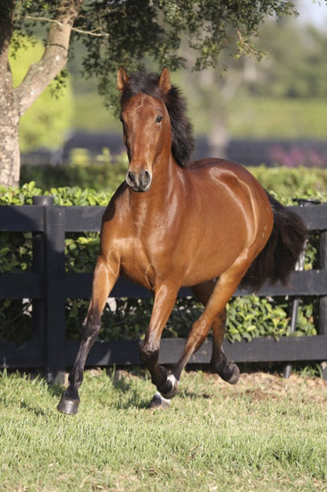 PHOTOWALL / Chestnut Andalusian (e29771)