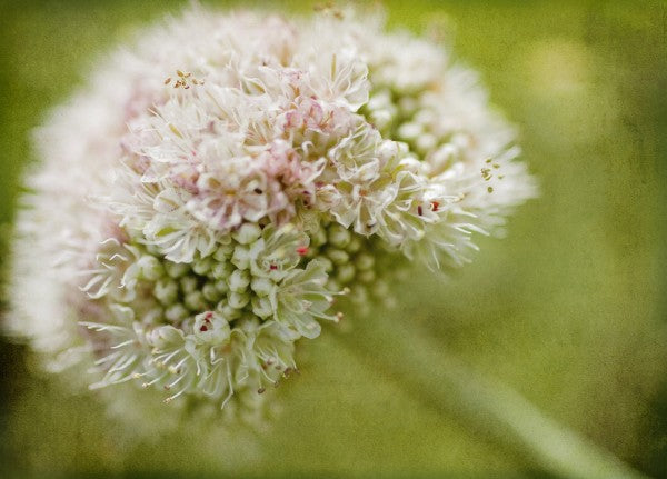 PHOTOWALL / Vintage Pink Flower (e29781) | 輸入壁紙専門店