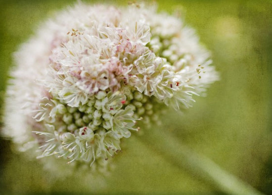PHOTOWALL / Vintage Pink Flower (e29781)