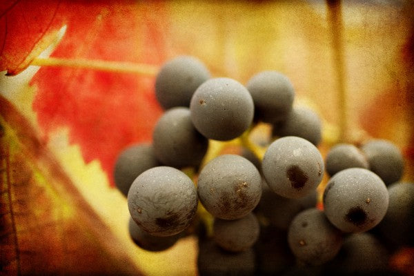 PHOTOWALL / Autumn Harvest (e29783)