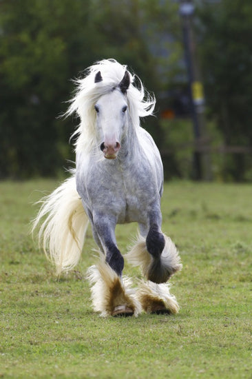 PHOTOWALL / White Irish Cob (e29831)