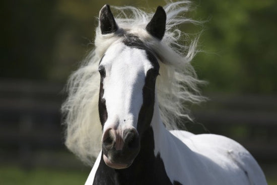 PHOTOWALL / Irish Cob Close up (e29833)
