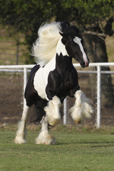 PHOTOWALL / Irish Cob on the Jump (e29834)