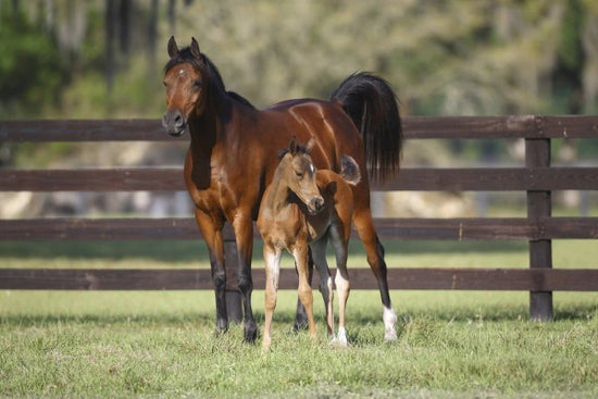 PHOTOWALL / Chestnut Hennessy Arabian with Foal (e29841)