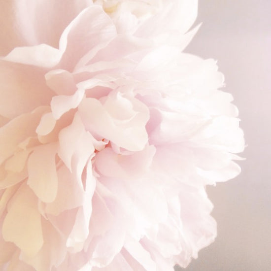 PHOTOWALL / Light Pink Peony (e29859)