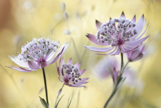 PHOTOWALL / Astrantia (e29899)