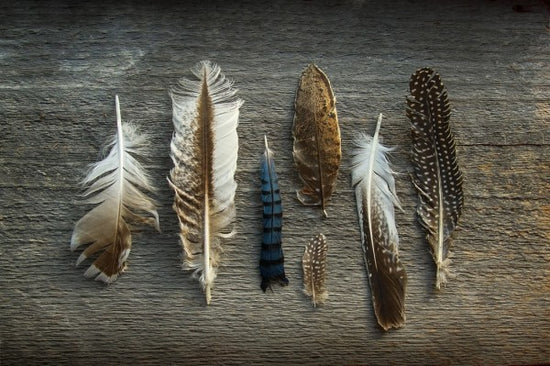 PHOTOWALL / Feathers on Wood (e25890)