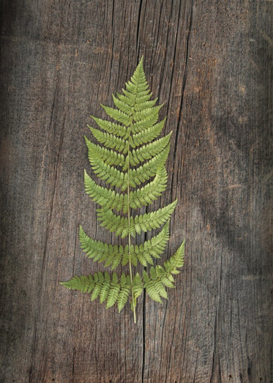 PHOTOWALL / Woodland Fern II (e25892)