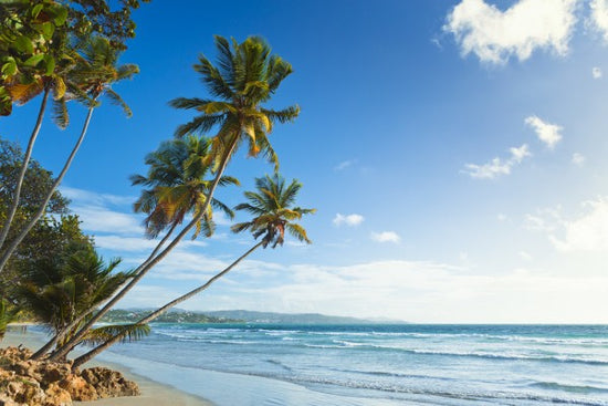 PHOTOWALL / Palms and Beach, Trinidad and Tobago (e29993)