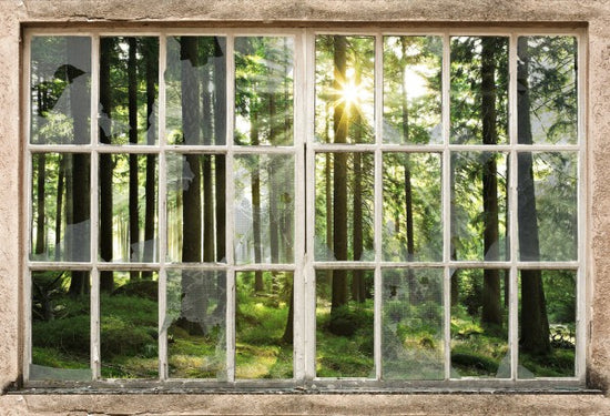 PHOTOWALL / Sunset in Forest Through Broooken Window (e30160)