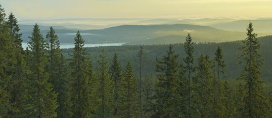 PHOTOWALL / Spruce Tops in Skuleskogen National Park, Sweden (e40422)