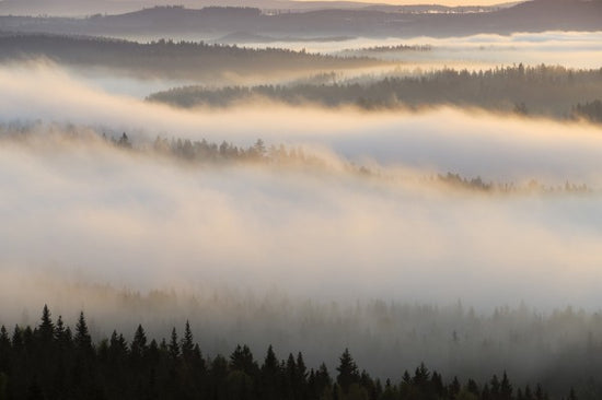 PHOTOWALL / Fog in Bergslagen, Sweden (e40440)