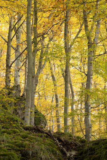 PHOTOWALL / Autumn Aspen Tree (e40484)