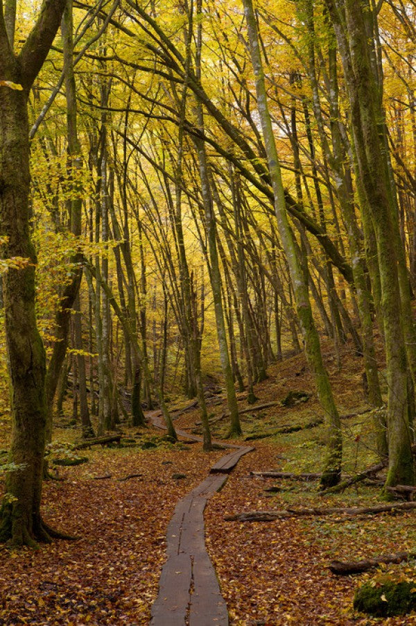 PHOTOWALL / Path through Beech Wood (e40485)