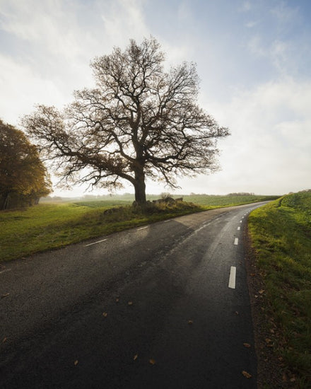 PHOTOWALL / Majestic Tree by Road (e40486)