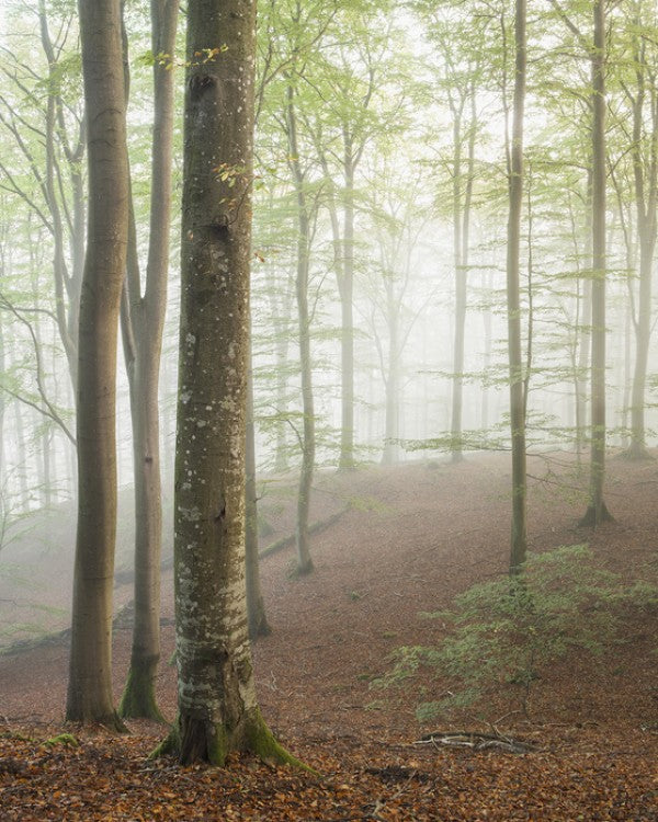 PHOTOWALL / Swedish Beech Forest I (e40487)