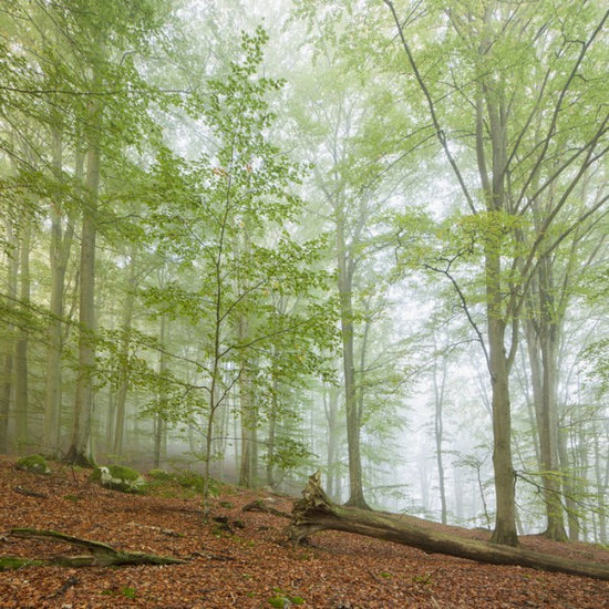 PHOTOWALL / Swedish Beech Forest III (e40489)