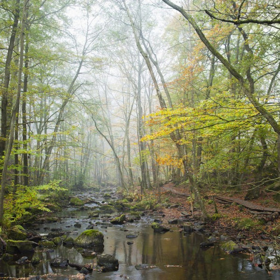 PHOTOWALL / Stream in Swedish Beech Forest I (e40490)