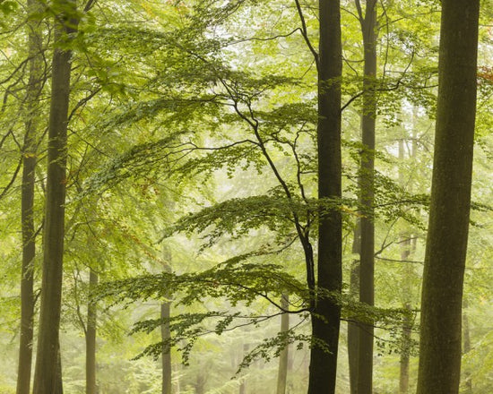 PHOTOWALL / Beech Forest in Torup, Sweden II (e40493)