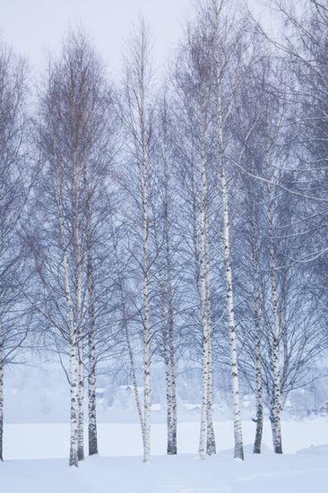 PHOTOWALL / Winter Birch in Mora, Sweden (e40512)