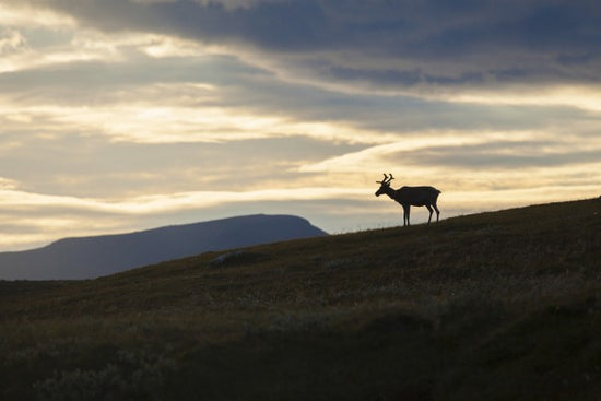 PHOTOWALL / Reindeer at Helagsfjallet, Sweden (e40513)