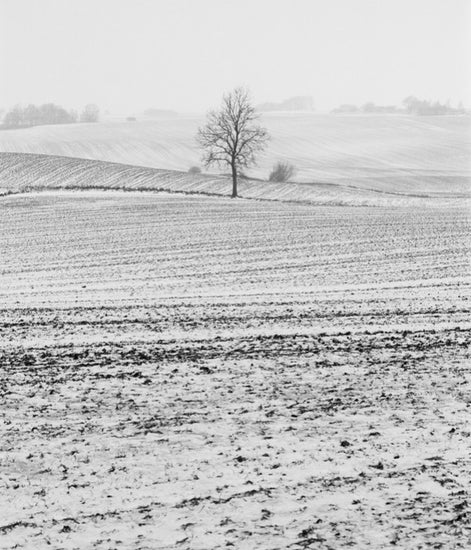 PHOTOWALL / Fields in Anderslov, Sweden (e40514)