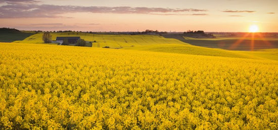 PHOTOWALL / Fields of Klagerup, Sweden (e40515)