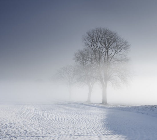 PHOTOWALL / Winter Landscape in Skabersjo, Sweden (e40569)