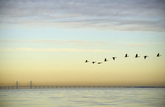 PHOTOWALL / Flock of Birds (e40621)