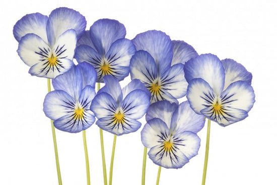 PHOTOWALL / Blue Pansies (e40589)