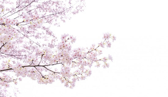 PHOTOWALL / Divine Cherry Blossoms (e40595)