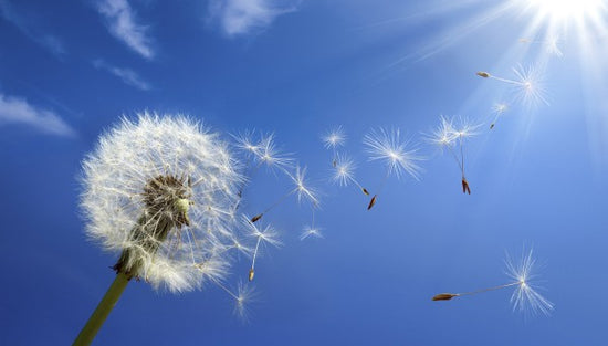 PHOTOWALL / Dreams of Dandelion (e40596)