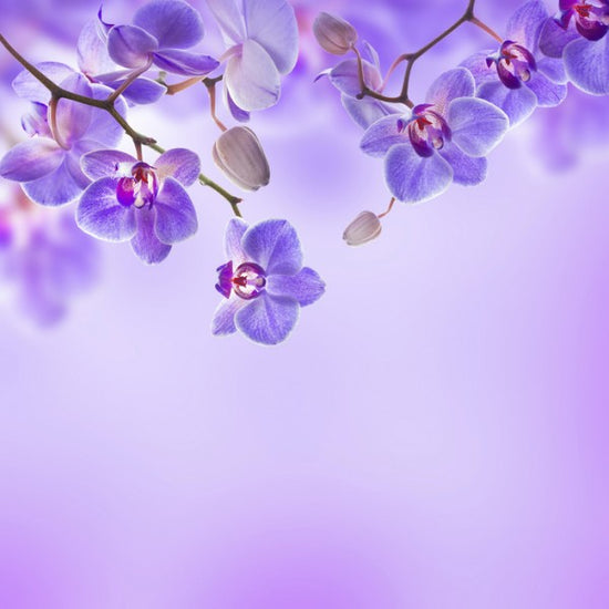 PHOTOWALL / Soft Purple Orchids (e40606)