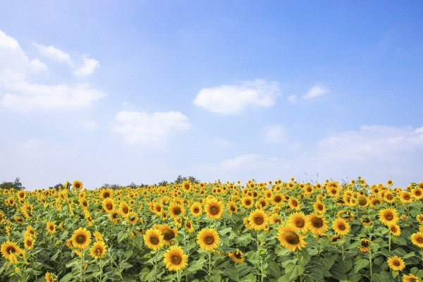 PHOTOWALL / Soft Sunflowers (e40607)