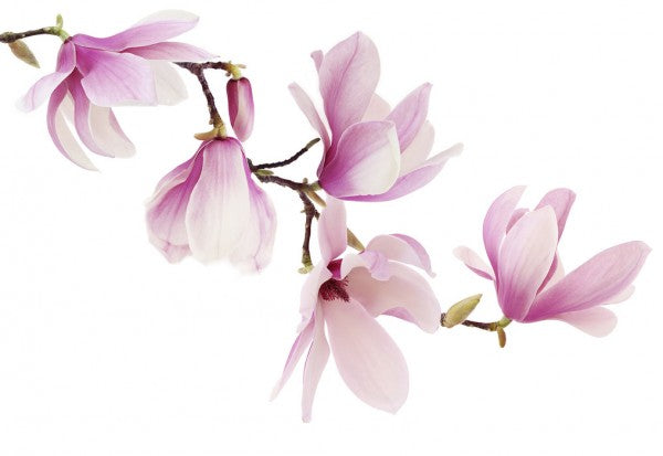 PHOTOWALL / Spring Magnolia (e40608)